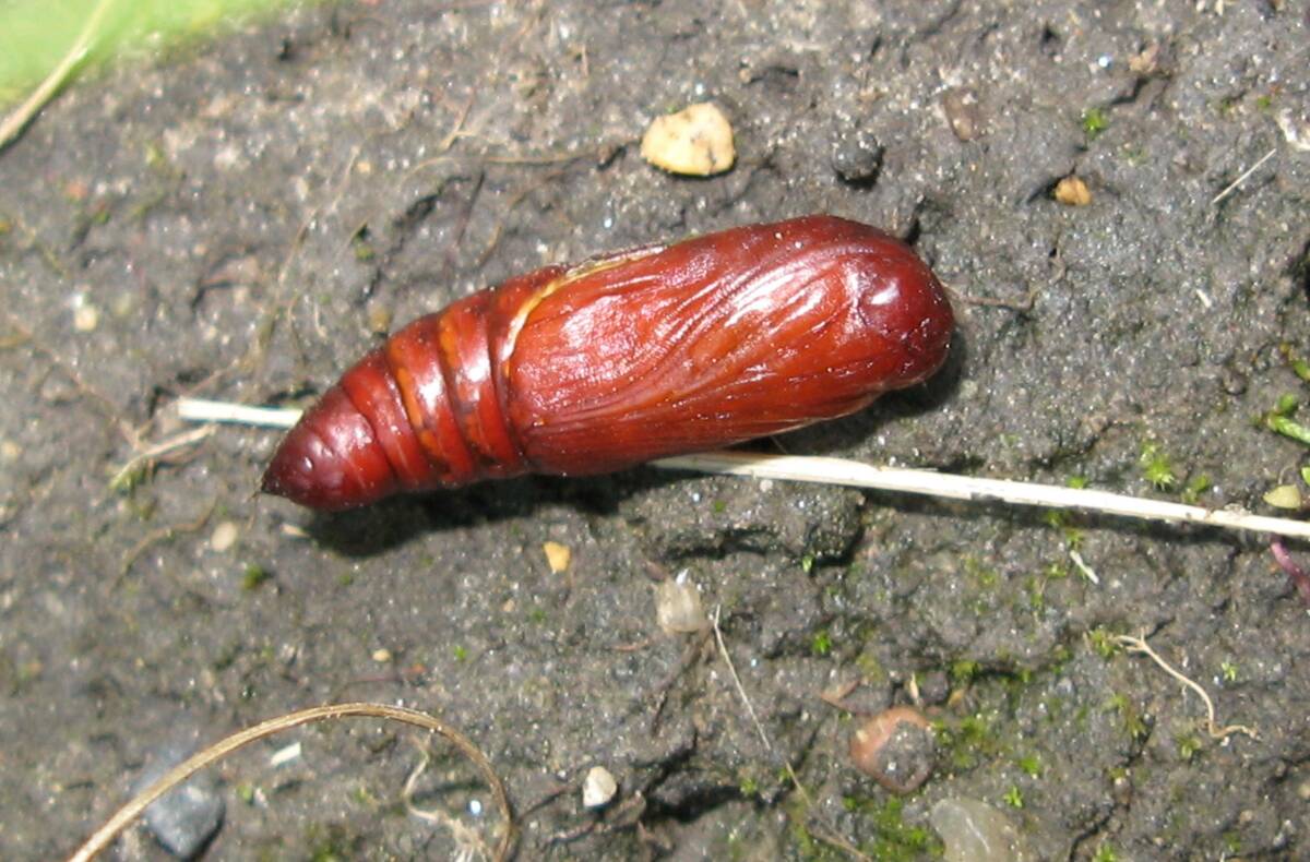 An armyworm pupa is seen in a Manitoba farmer's field.