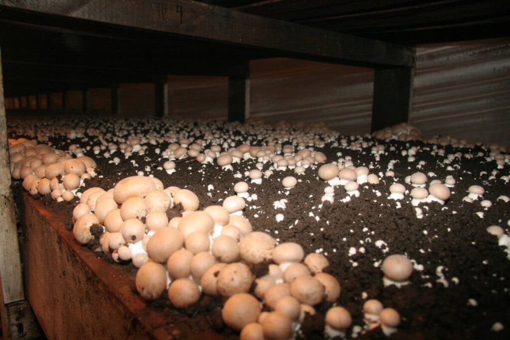 Crimini mushrooms, illuminated by a camera flash, grow in a dark barn.