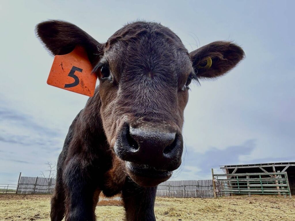 close up of calf in a corral, spring 2025. Photo: Janelle Rudolph