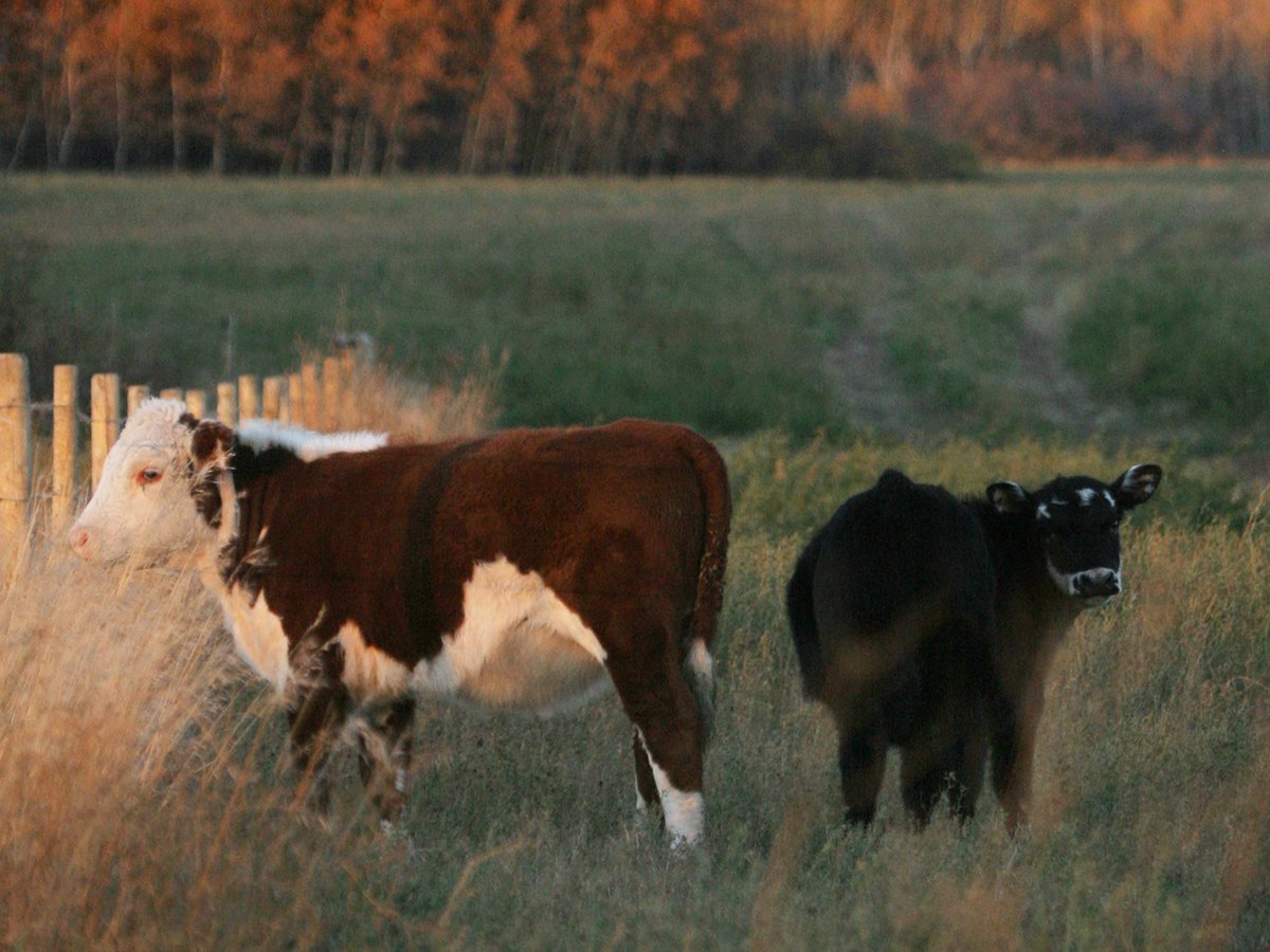 Two calves in a pasture standing near a barbed wire fence that disappears into the distance.