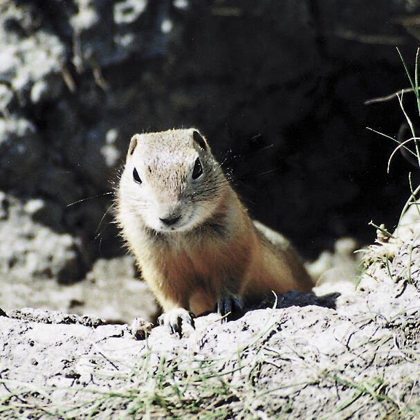 Delegates to the Saskatchewan Association of Rural  Municipalities convention say rural residents need access to liquid  strychnine to control gophers. (File photo)