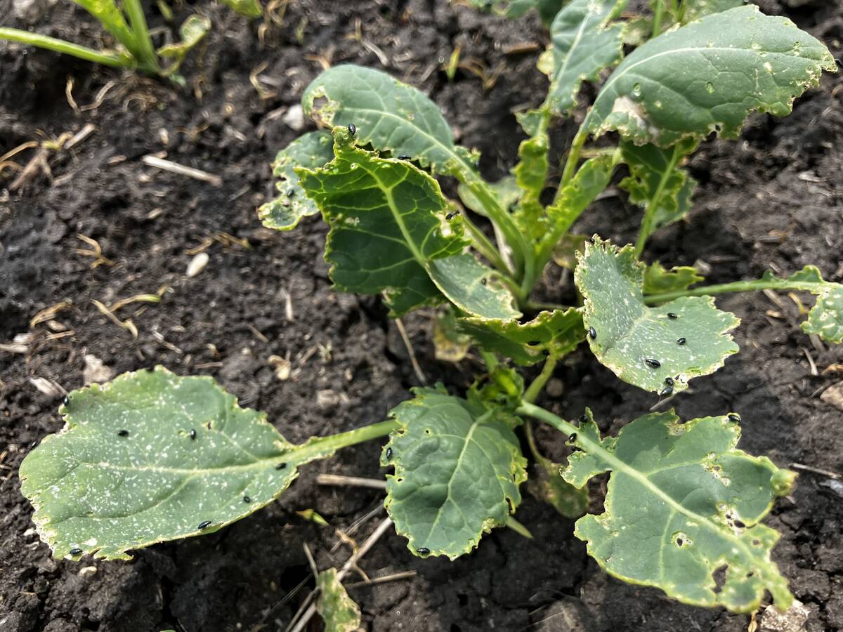 Crucifer flea beetles on a canola plant at the Ian N. Morrison Research Farm in Carman, Manitoba.