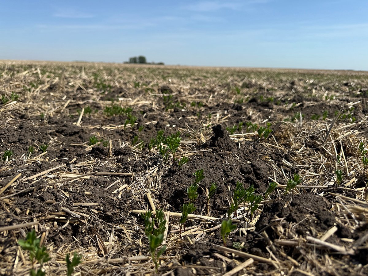 Close-up of some recently-emerged red lentil plants southeast of Delisle, Saskatchewan.