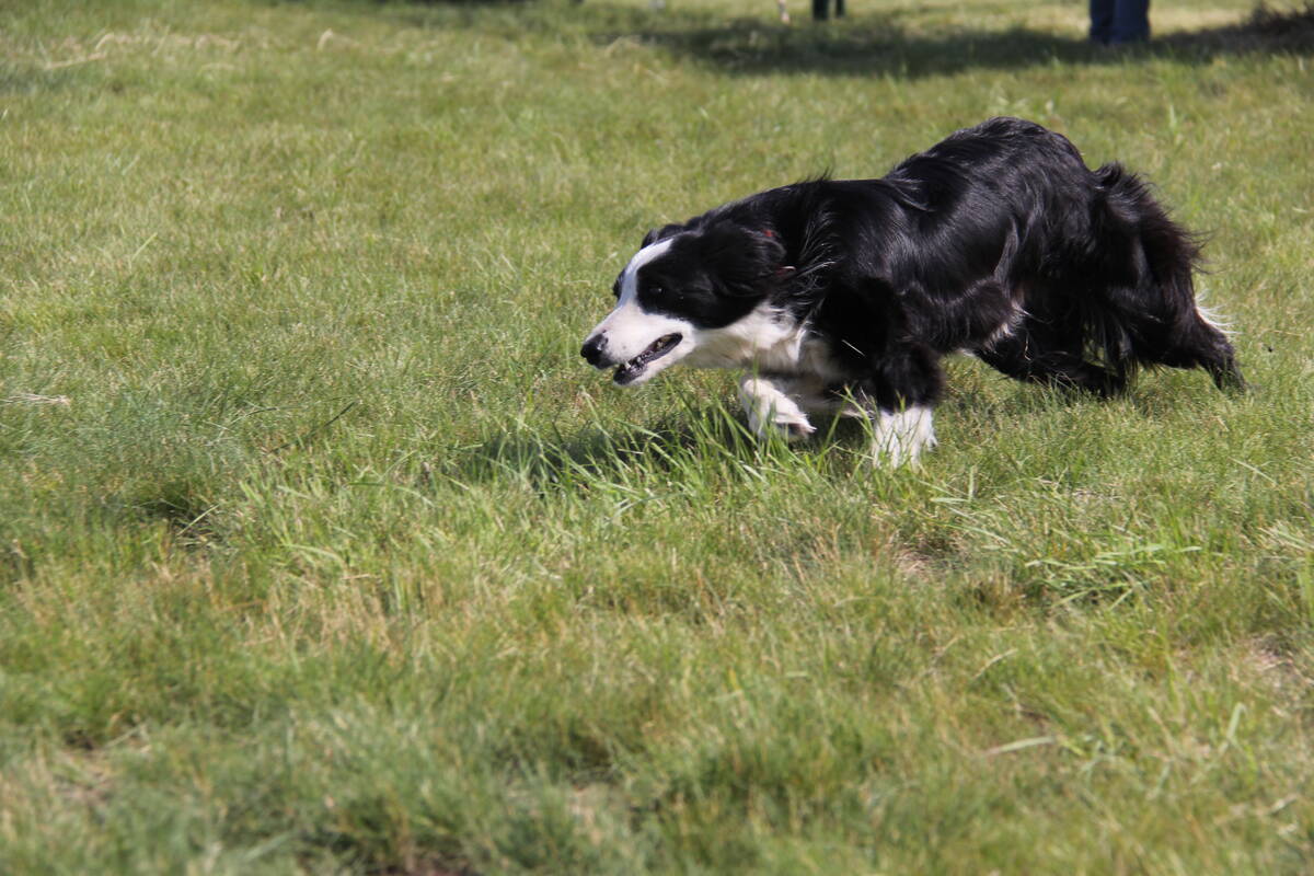 A stock dog is captured in full stride as it chases sheep.