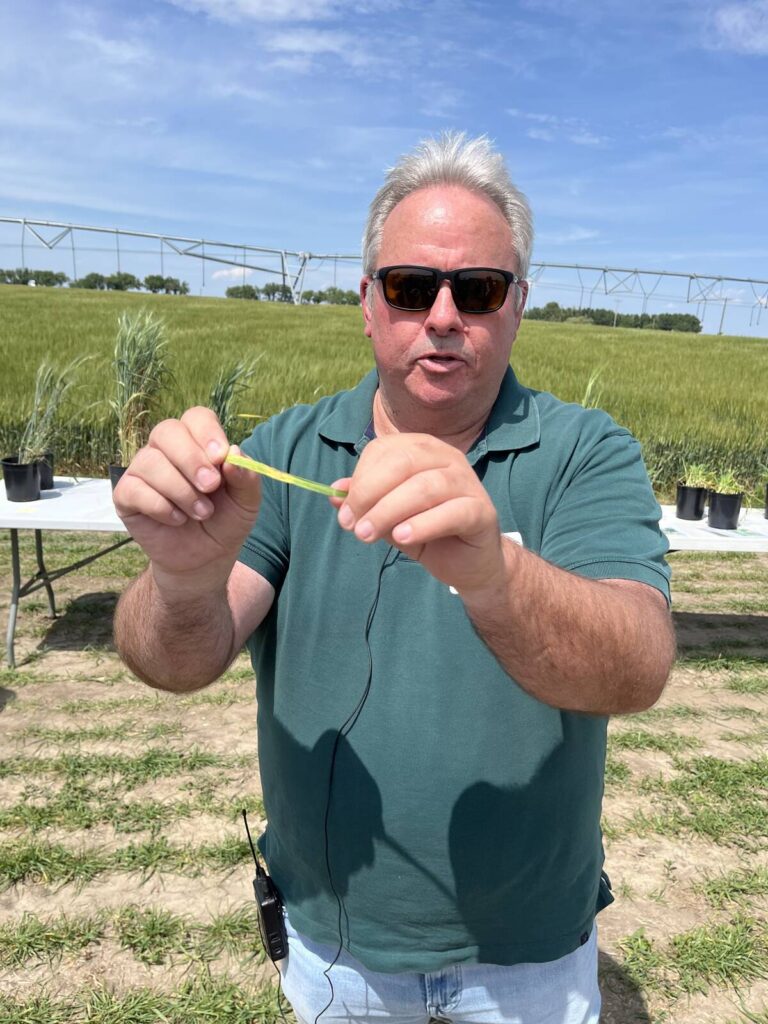 Stripe rust confirmed in Alberta fields