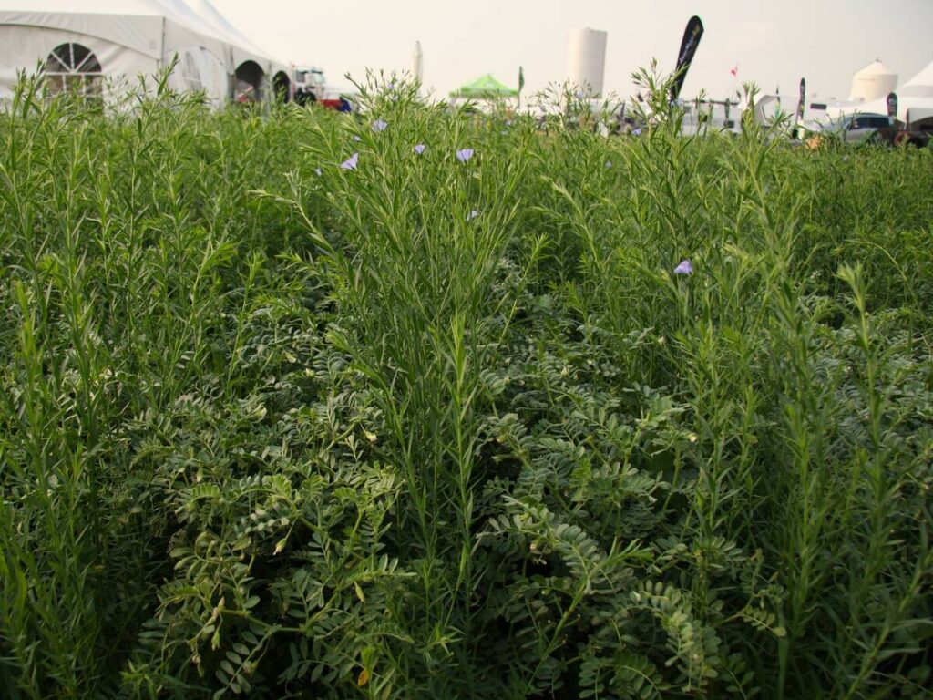 Chickpea flax intercropping on display by Agriculture and Agri-Food Canada at Ag in Motion 2025.