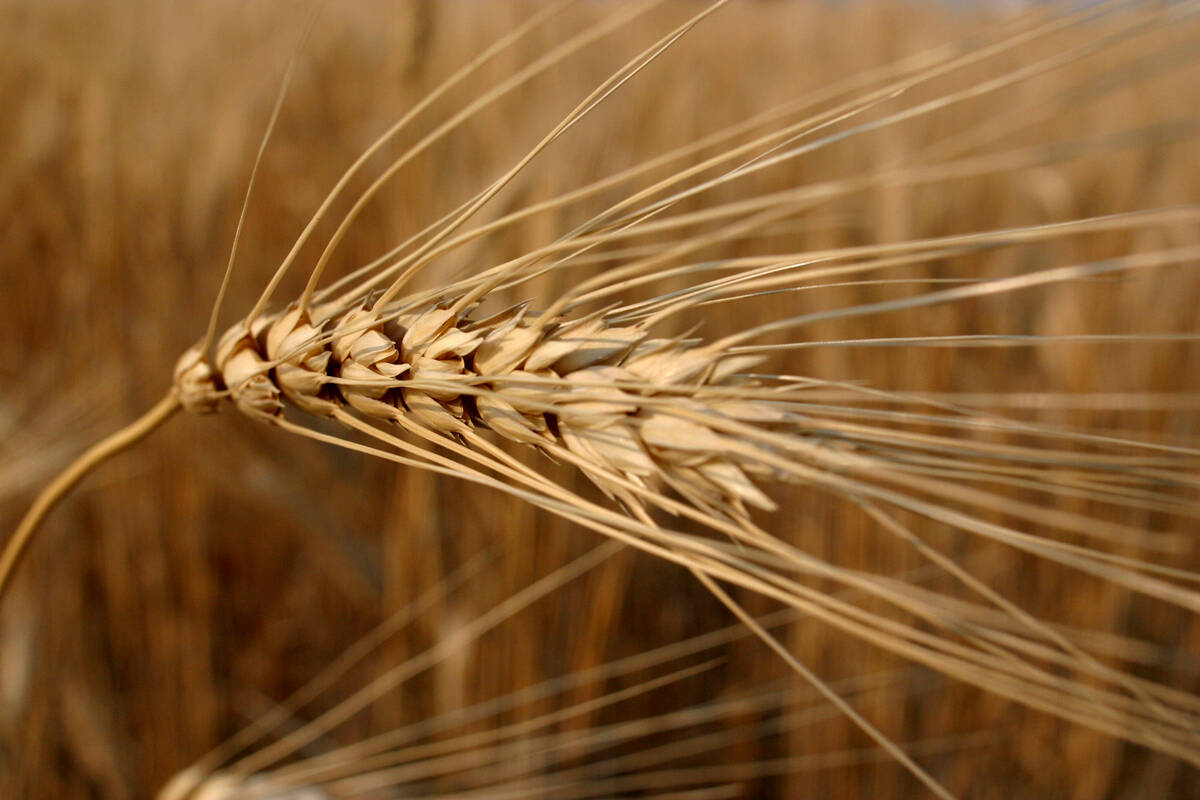 The head of ripe durum plant.