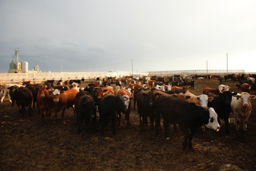 (Photo courtesy Canada Beef Inc.)
