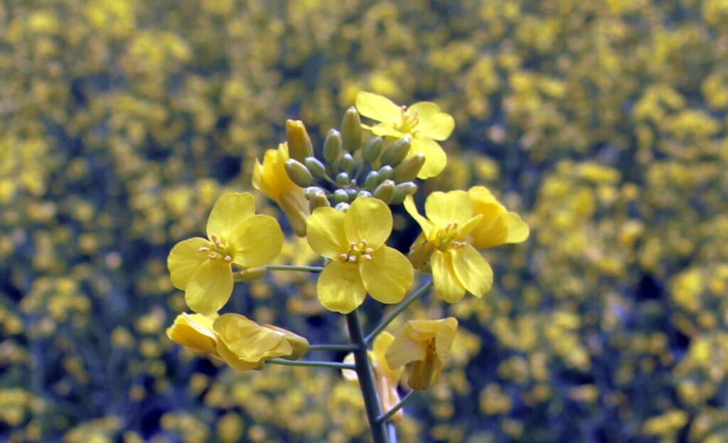 Close-up of the yellow flowers at the top of a blooming canola plant.