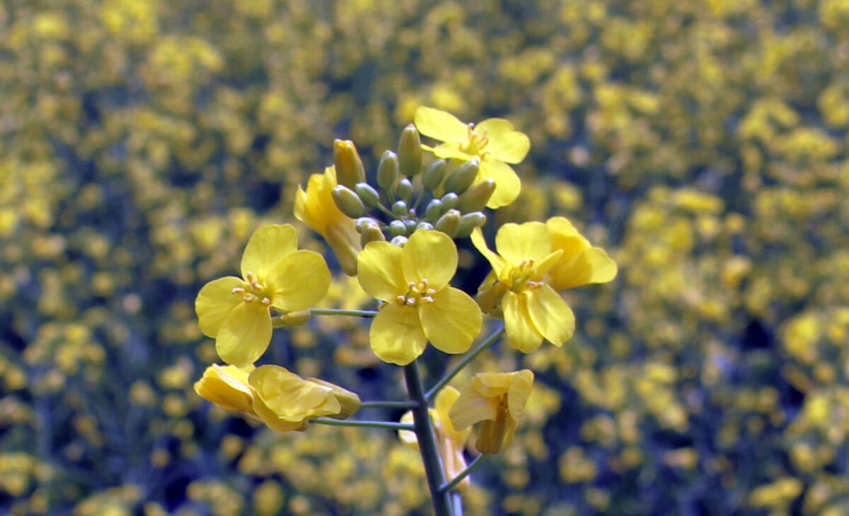 Close-up of the yellow flowers at the top of a blooming canola plant.