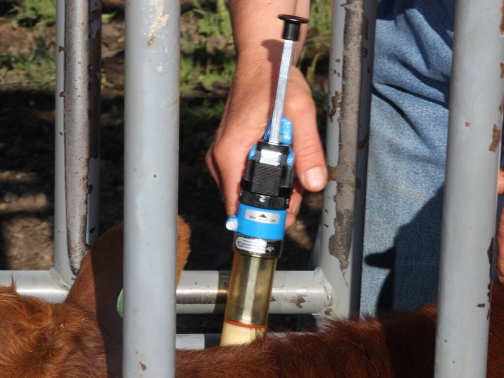 A hand holds a vaccination gun next to a calf held in a squeeze.