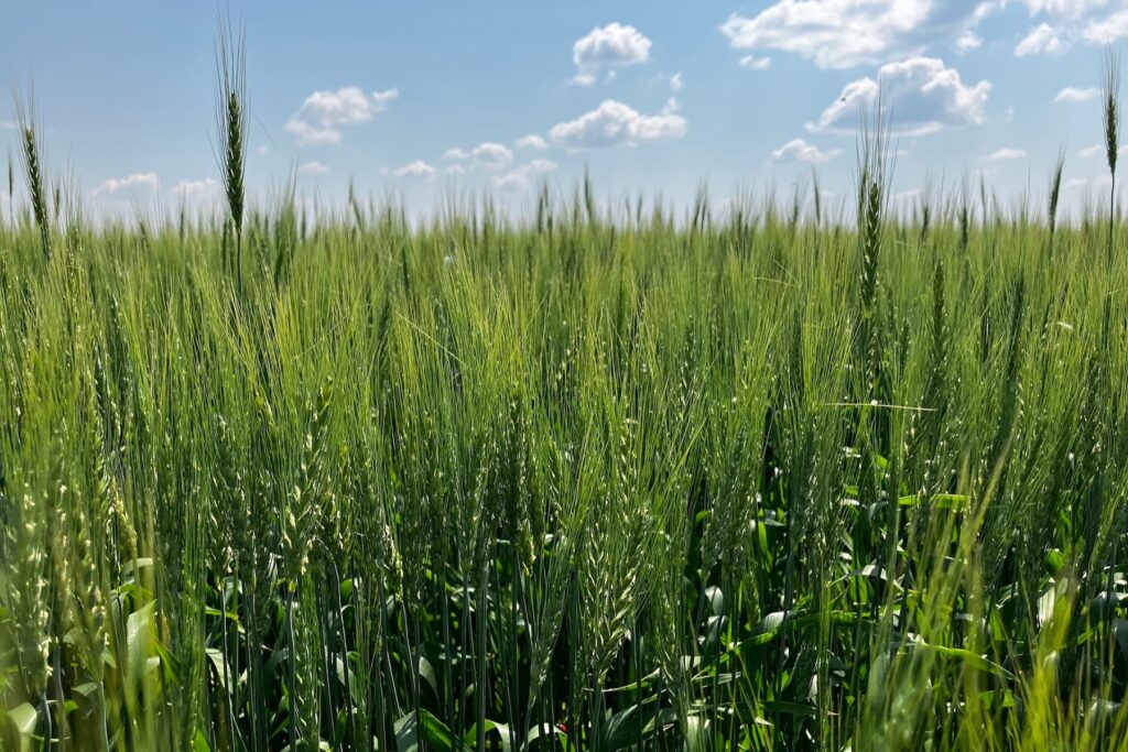 USDA attaché sees Canadian wheat production holding firm