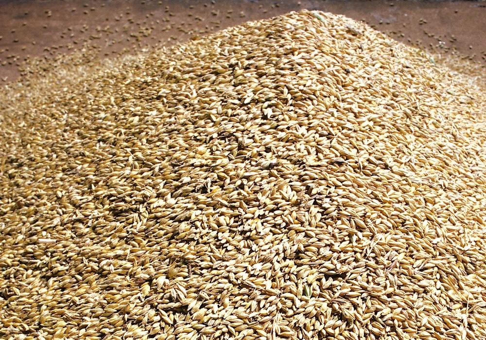 One commodity group in Vancouver said its feed barley was about C$8 per bushel for Alberta. Photo: File
