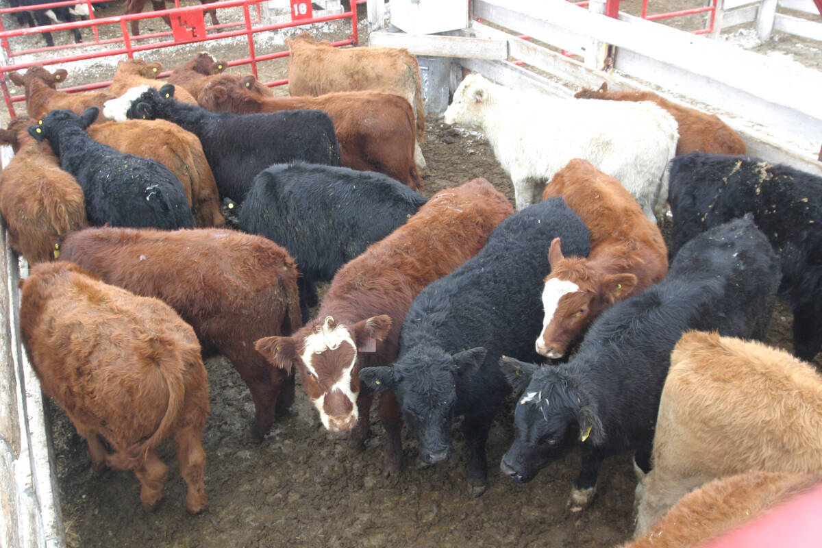 Calves are sorted and gathered on sales day at VJV  Foothills Livestock Auction in Stavely. Feeder calves are sorted by  size before entering the ring to give buyers a consistent package.