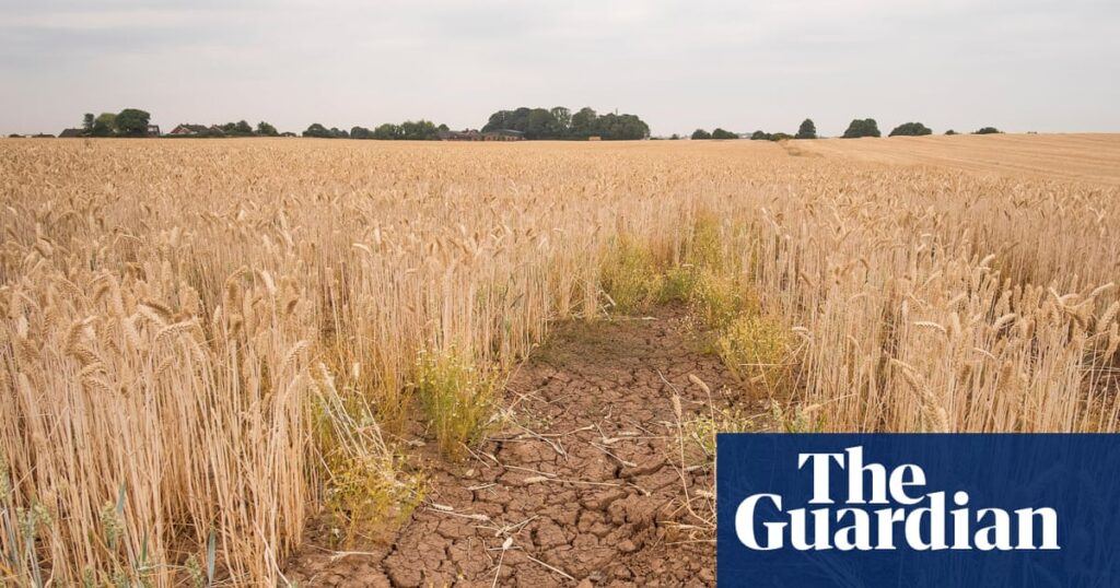 ‘Climateflation’ could push up UK food prices by more than a third by 2050, report says | Food & drink industry