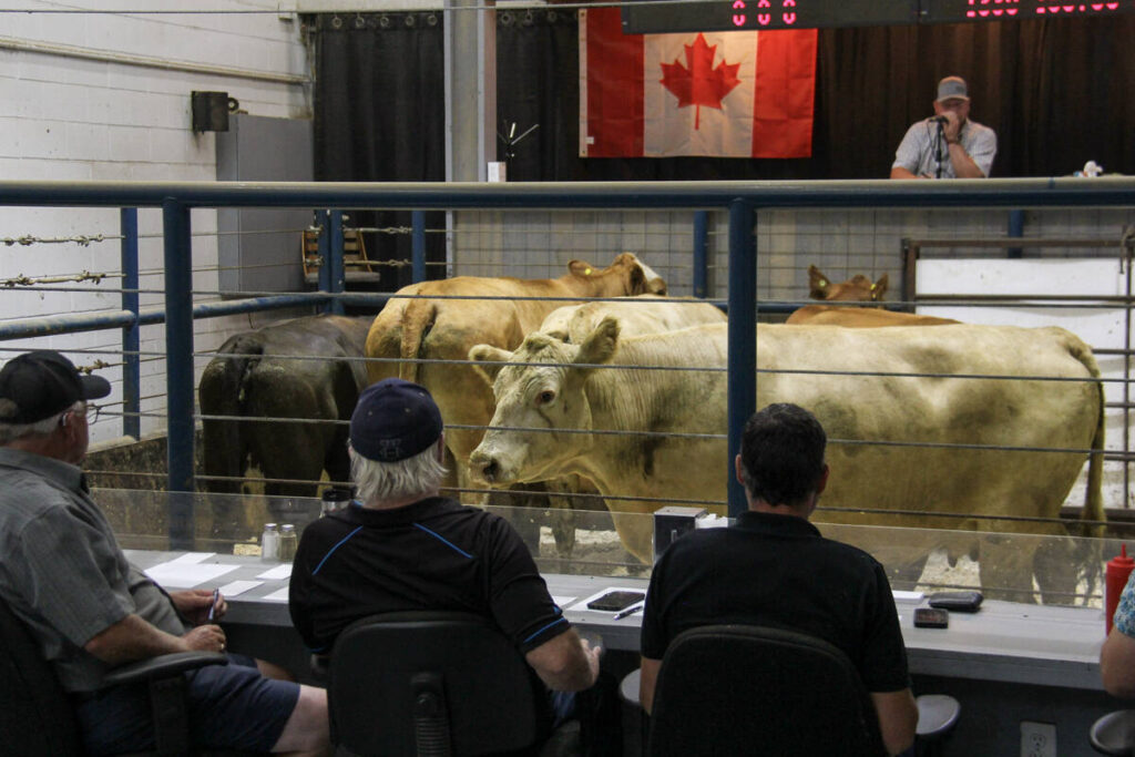 Cattle at auction at the Grunthal Livestock Auction Mart on August 19, 2025.