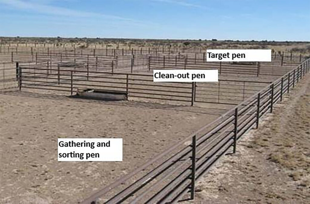 A photo of three cattle pens with the labels, 