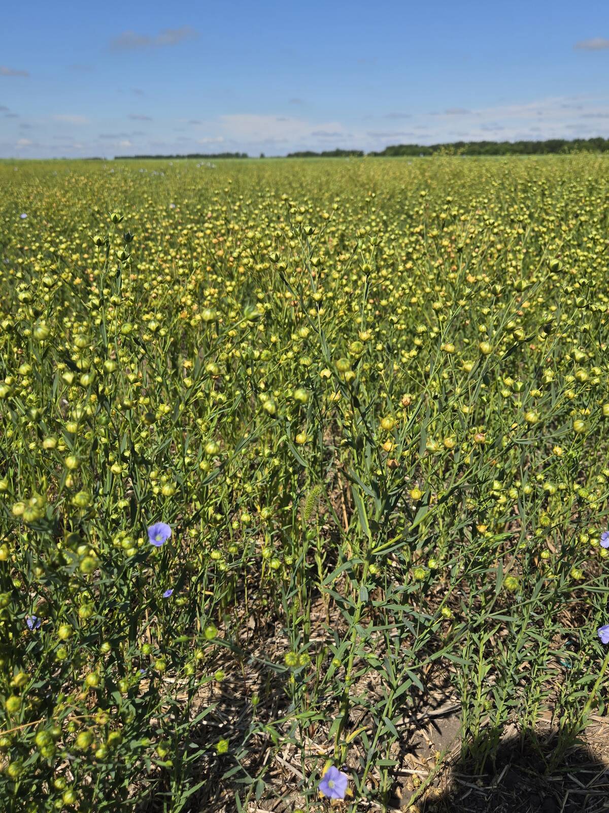 A field of flax at the Manitoba Crop Diversification Centre near Carberry on Aug. 6, 2025.