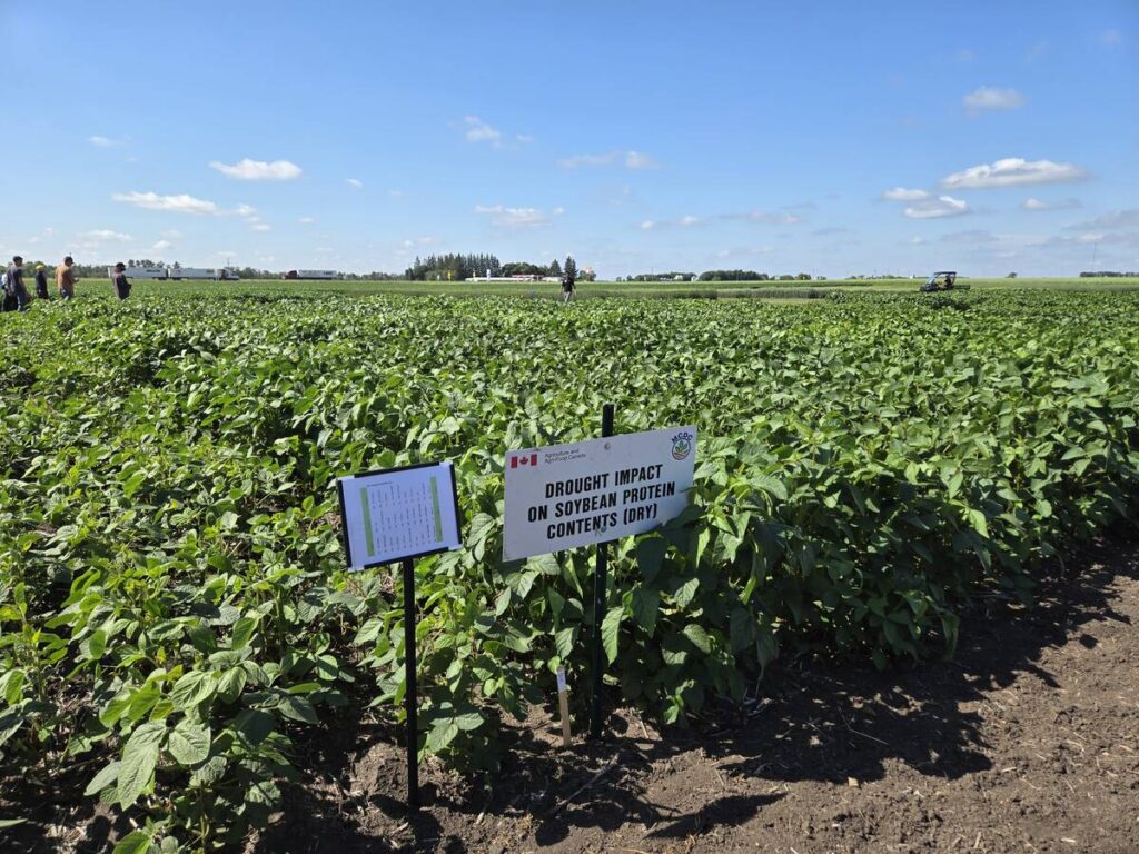 A soybean field where researchers are trialing different bio-stimulants at the Manitoba Crop Diversification Centre near Carberry on Aug. 6, 2025.