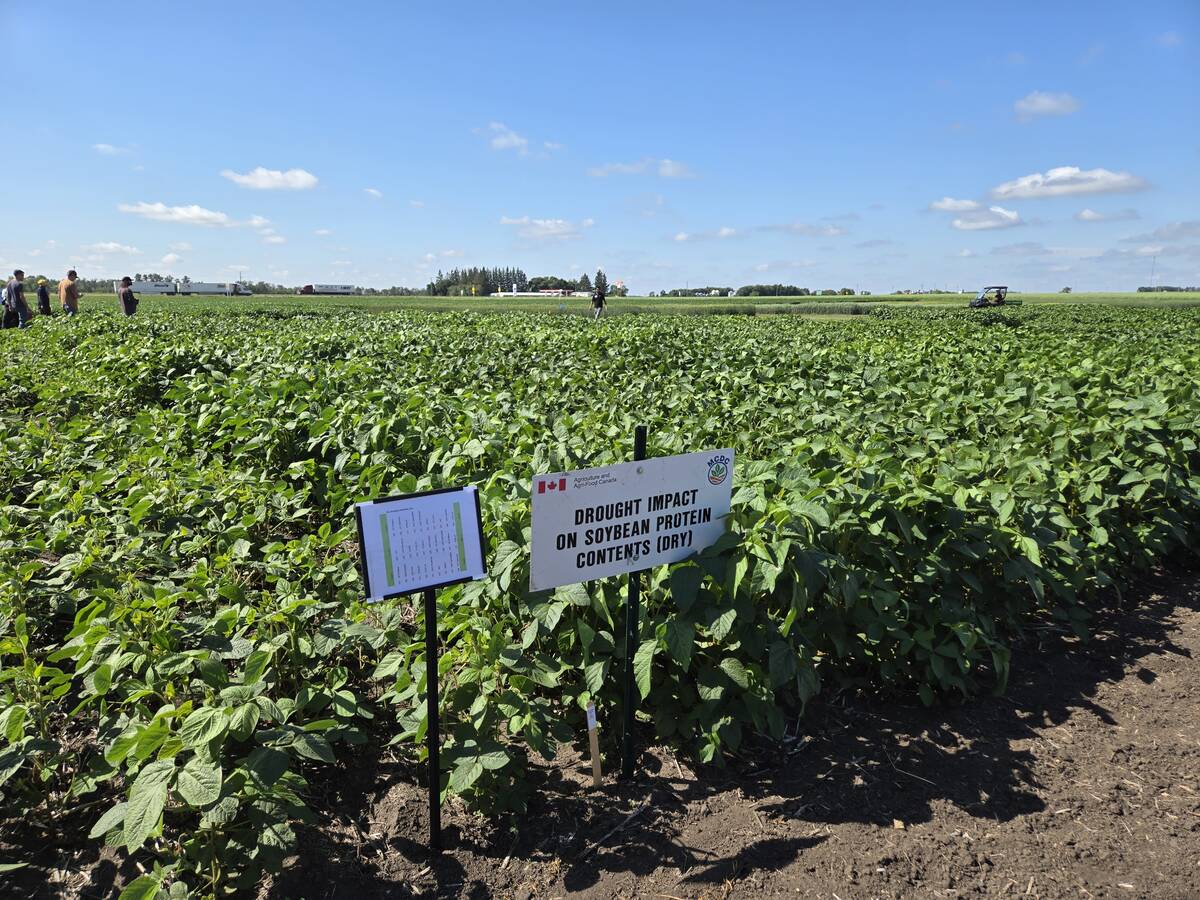 A soybean field where researchers are trialing different bio-stimulants at the Manitoba Crop Diversification Centre near Carberry on Aug. 6, 2025.