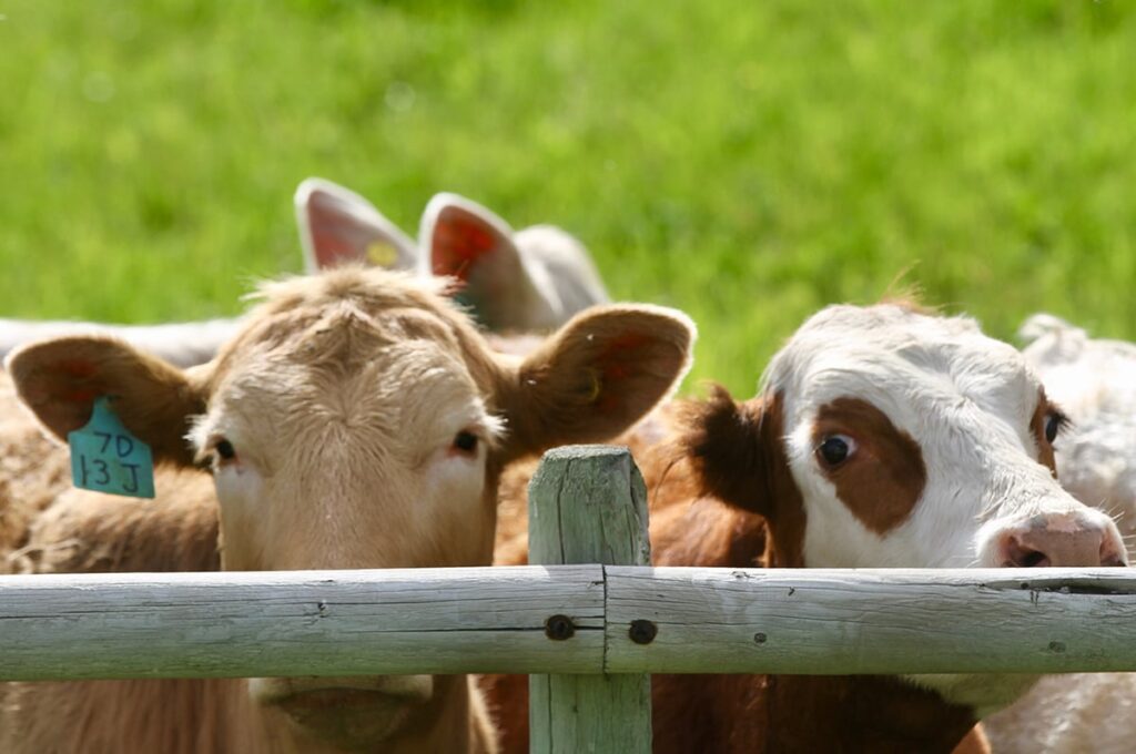 Two cows look over the wooden top rail in a corral.