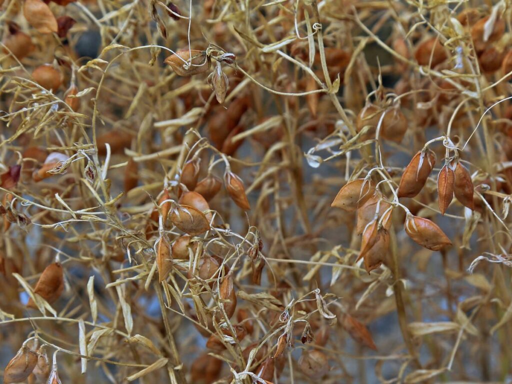 Close up of some red lentils on the plant.