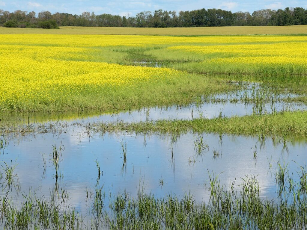 A pool of water in a seeded field in the foreground that turns into a small stream running through a blooming canola field.