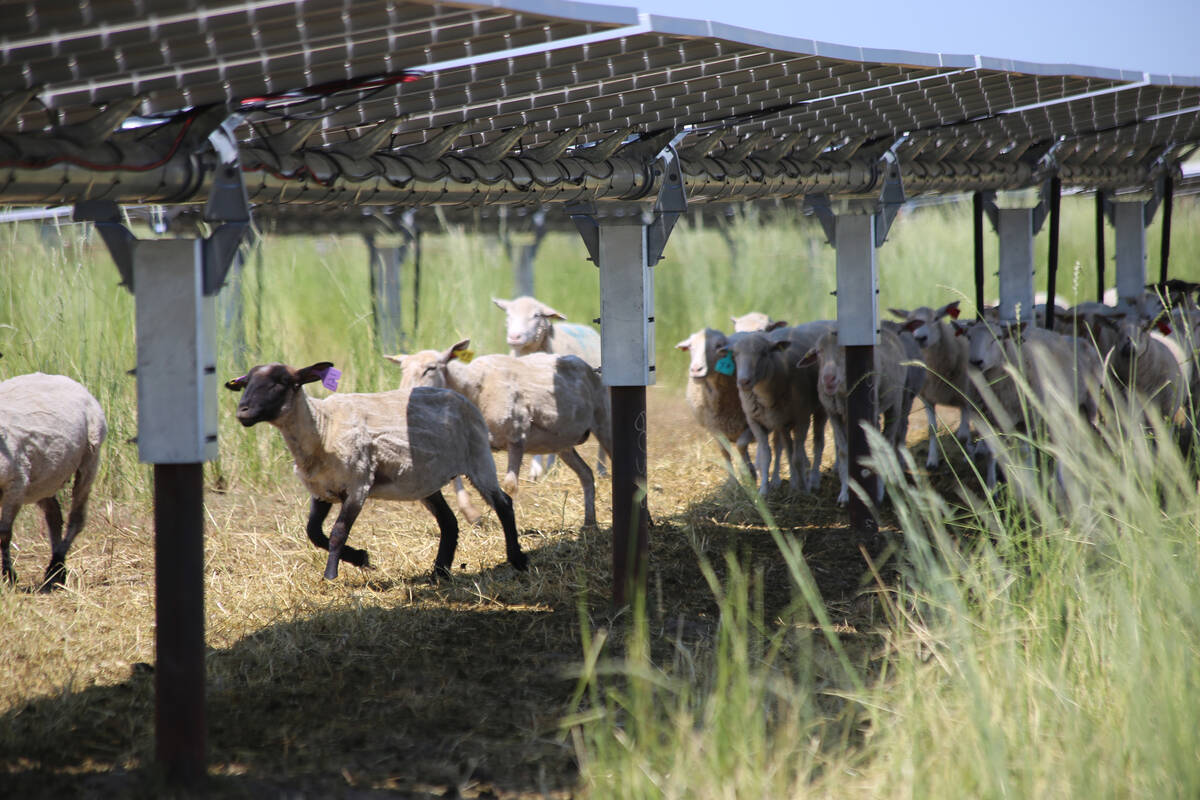 Sheep under a large solar array at Yetwood Farms in Alberta.