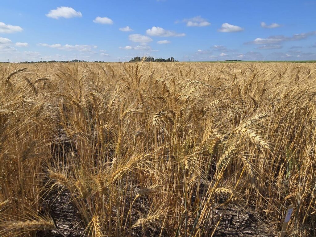 A winter wheat field at the Manitoba Crop Diversification Centre near Carberry on Aug. 6, 2025.
