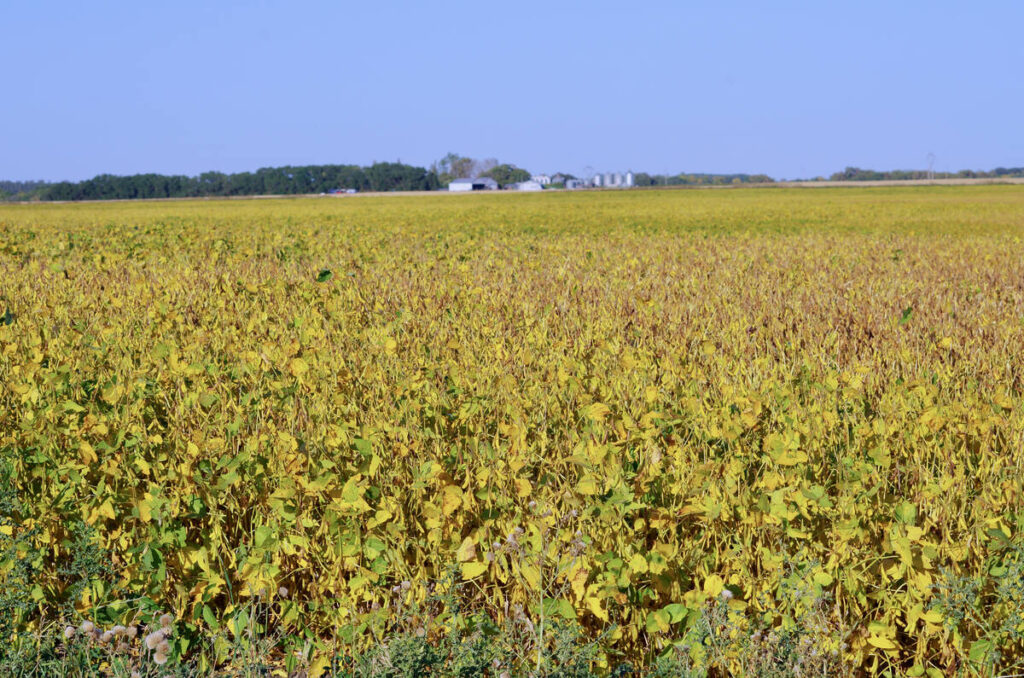 China trade envoy meets US Midwest delegation as agriculture exports loom large in talks