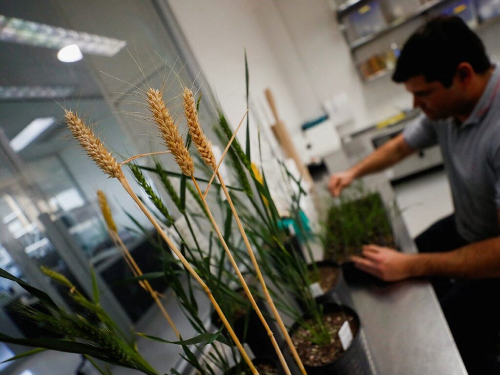 A close up of three ripe stalks of wheat growing in a planter in a lab with a person looking at other plants blurred in the background.