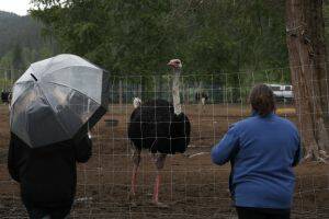 B.C. ostrich flock cull paused amid U.S. push to save them