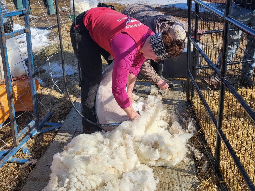 A woman bends over as she shears a sheep in small holding pen. The wool she