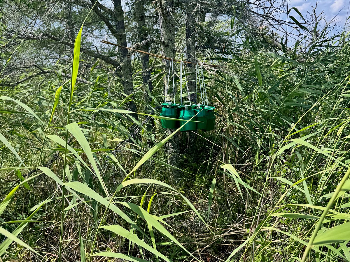 Green, plastic pheromone traps hang from a tree branch in thick underbrush in the summer in northern Saskatchewan.