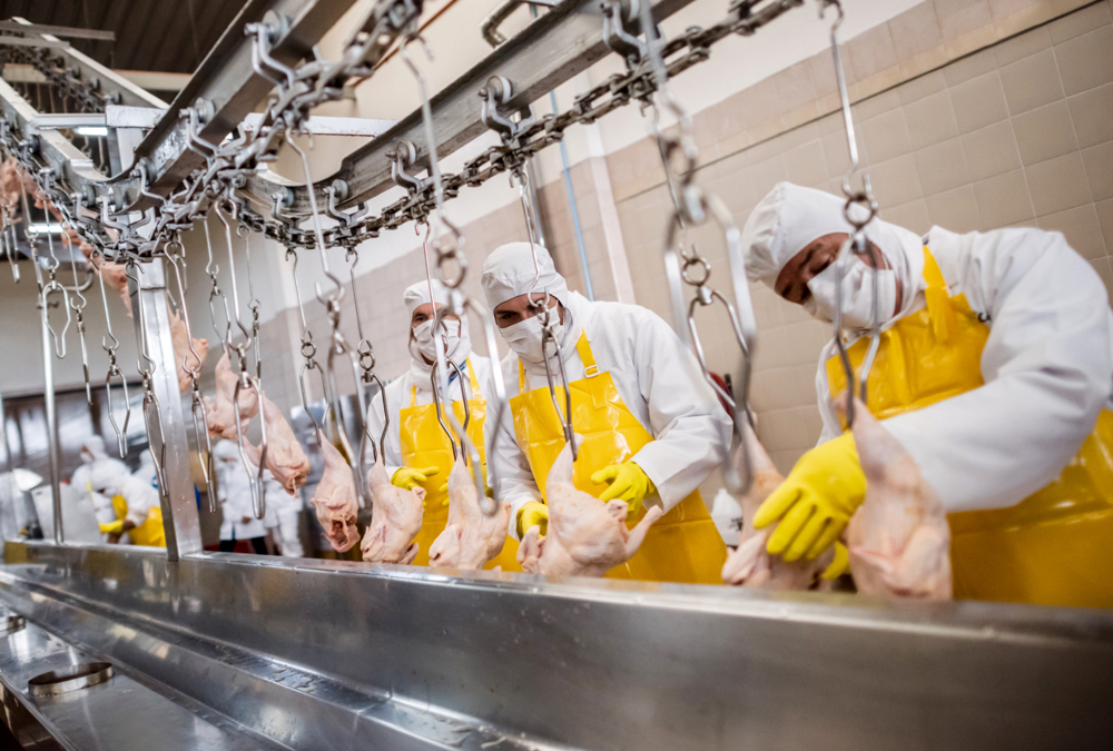 factory workers processing chickens in a food plant
