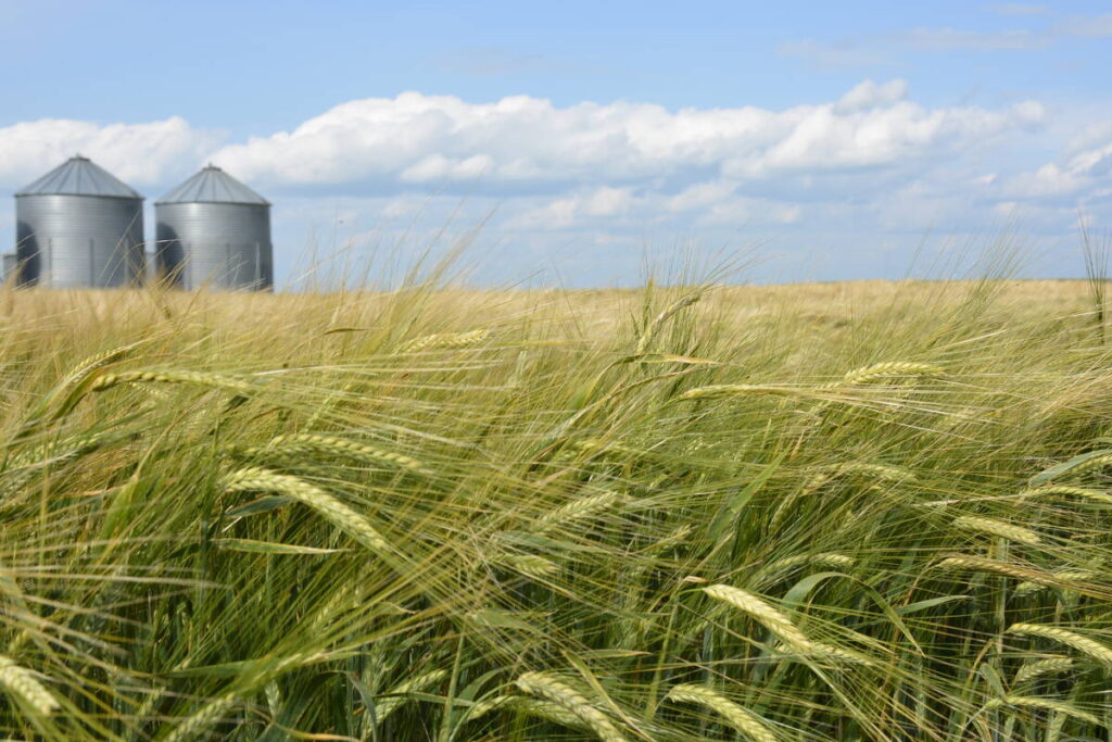 Ripening heads of a barley crop bend over in a field with two round metal grain bins in the background on a sunny summer day with a few white clouds in the sky.