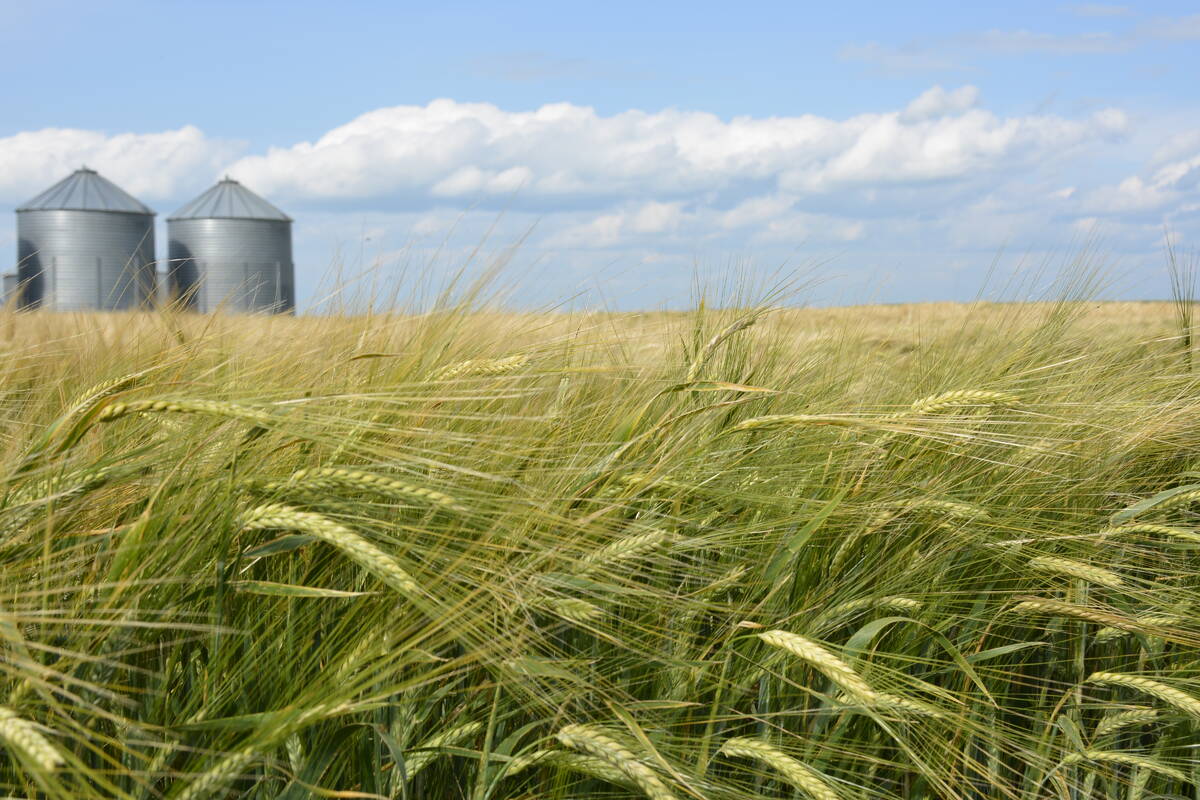 Ripening heads of a barley crop bend over in a field with two round metal grain bins in the background on a sunny summer day with a few white clouds in the sky.