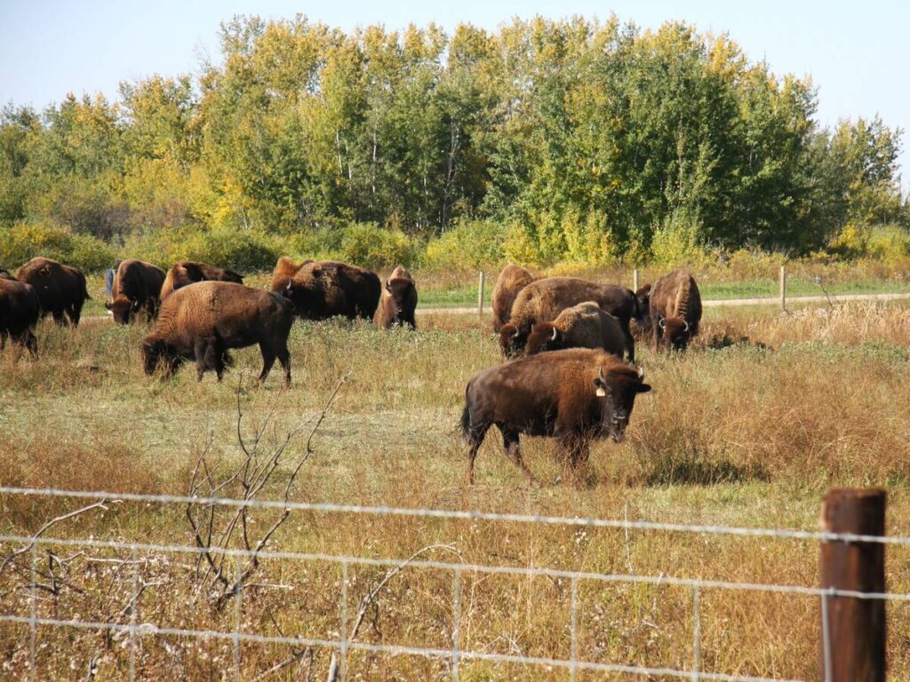 Attendees of the Indigenous Farm and Food Festival in Batoche, Sask., get a look at a bison herd in late September 2025. Photo: Janelle Rudolph