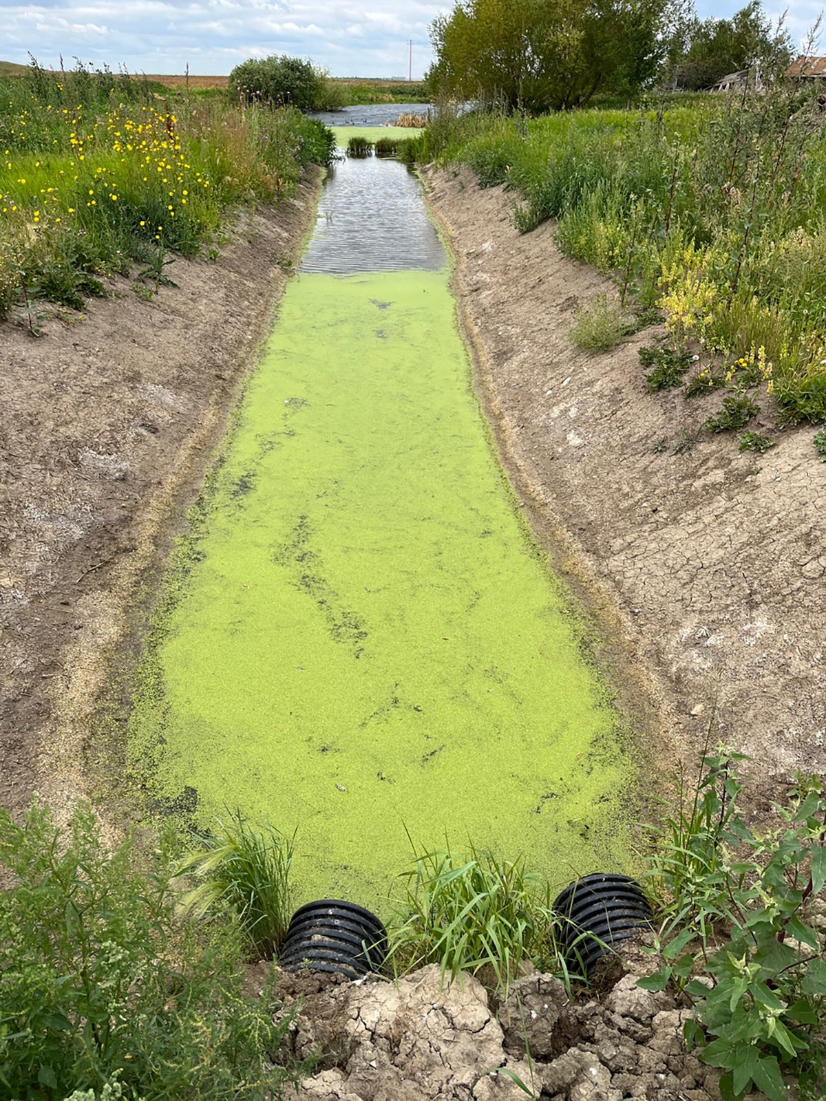 Two black plastic corrugated pipes feed water into a drainage ditch that flows toward wetlands a short distance away.