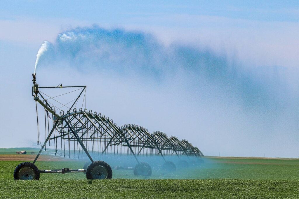 A sprinkler head on the end of a section of pivot irrigation sprays water into the air above a low, green crop on a sunny day.