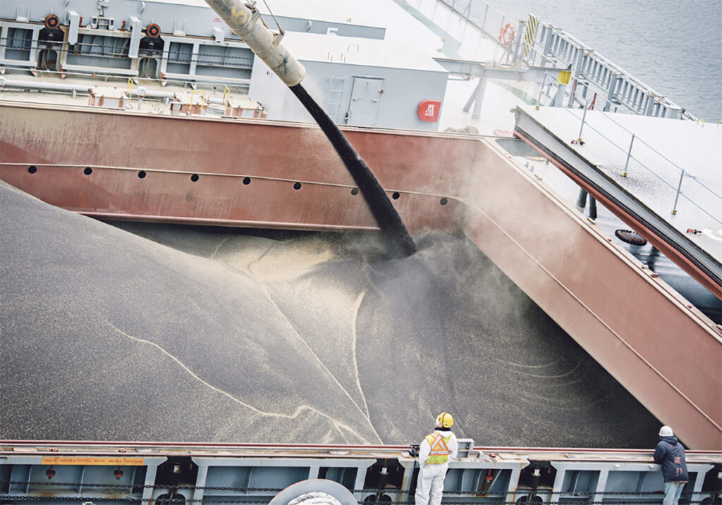 Bulk canola seed continues to flow from an auger into the nearly full hold of a bulk carrier ship at port.