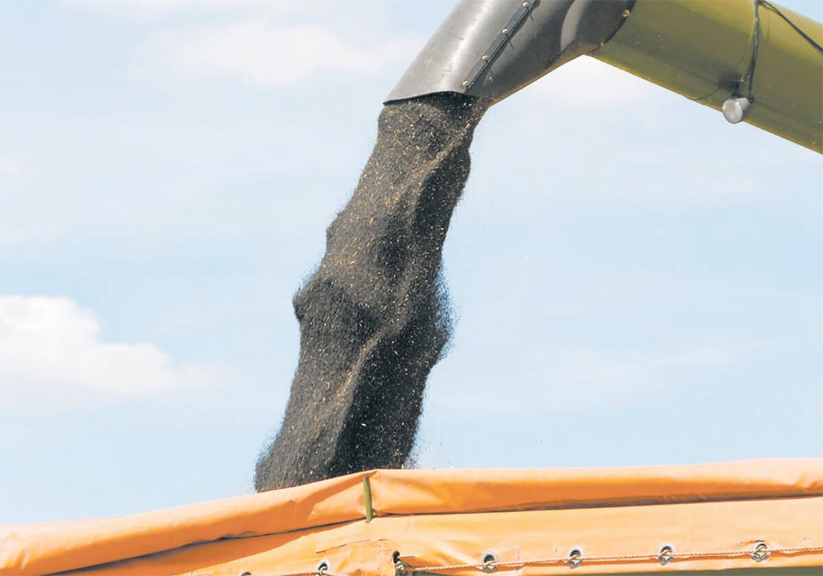 Canola seed flows from an auger into the box of a grain truck during harvest.