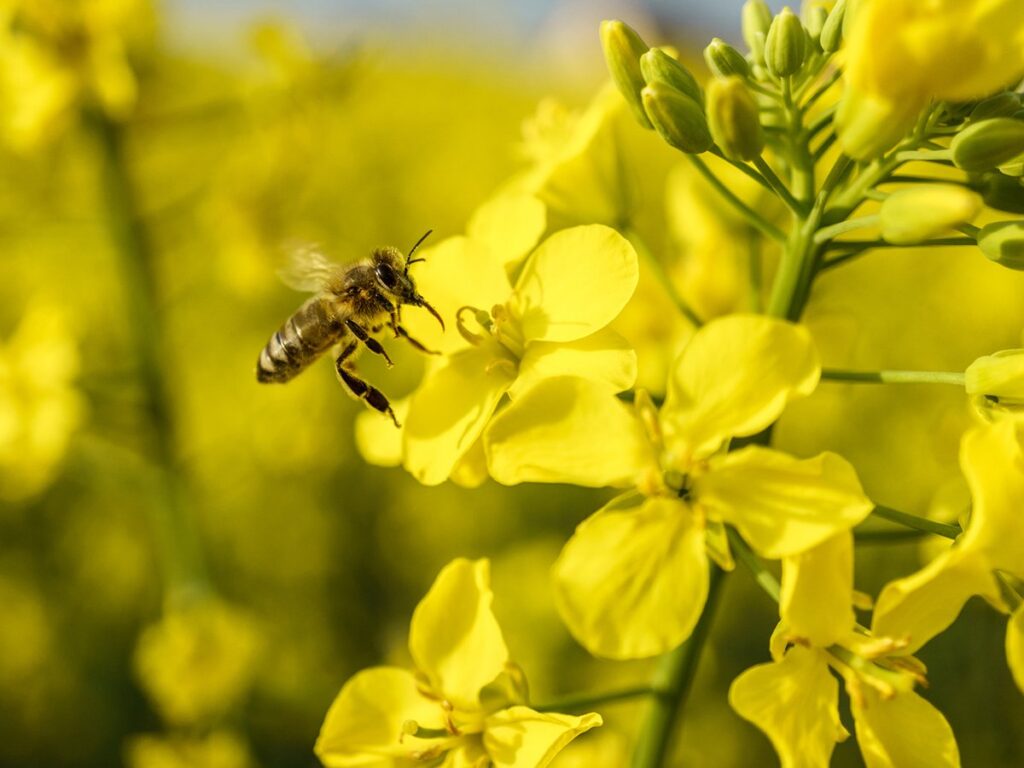 Close-up of a bee about to land on a blooming, yellow canola plant flower.
