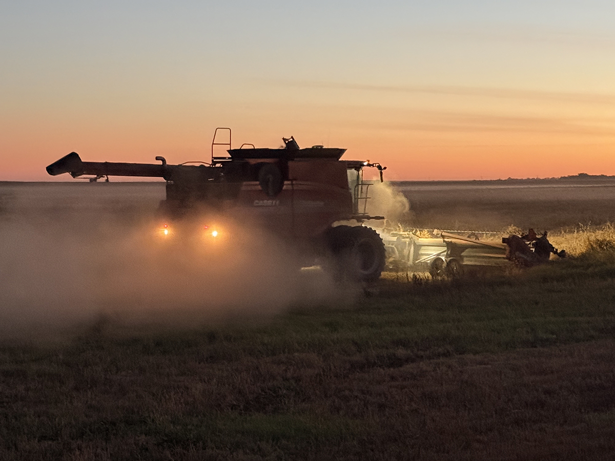A combine harvests a crop, kicking up lots of dust, near sunset southeast of Delisle, Saskatchewan, September 2025.