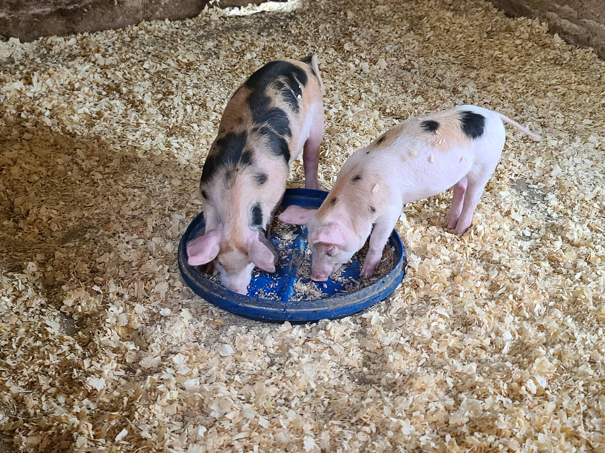 Two piglets eating food in a pen.