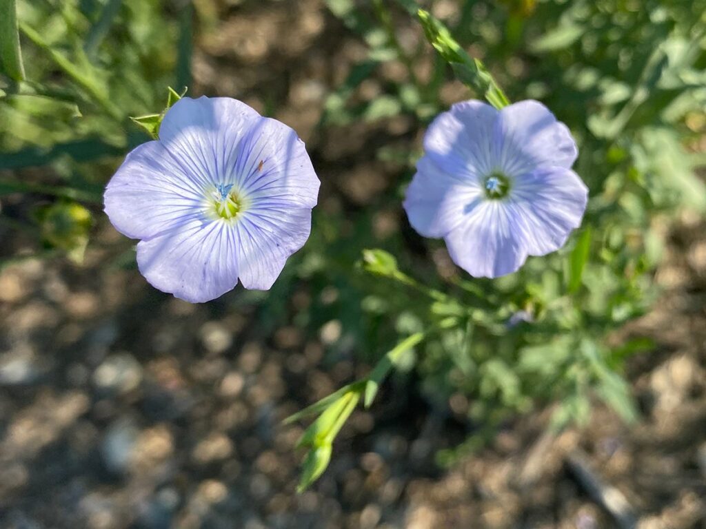 A close-up of two, purple flax flowers in full bloom.