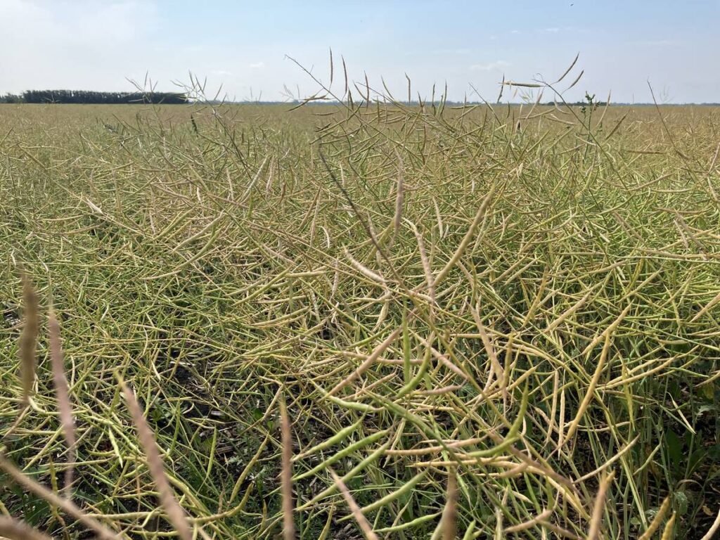 Pods ripen in a canola field near Selkirk, Manitoba in late August, 2024.