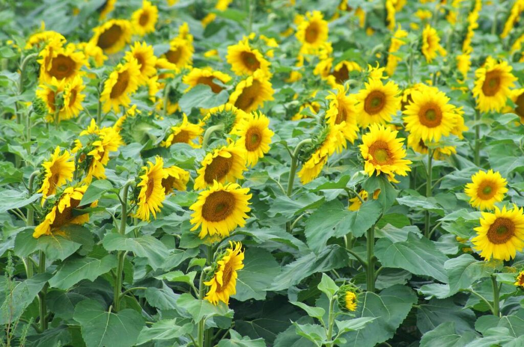 A sunflower crop in bloom near Rathwell in central Manitoba in late July 2025.