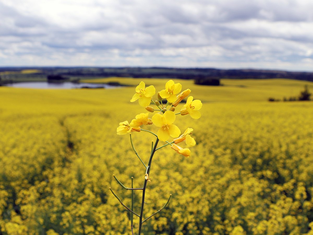Close up of the blossoming head of a lone canola plant with the rest of the field slightly blurred behind it.