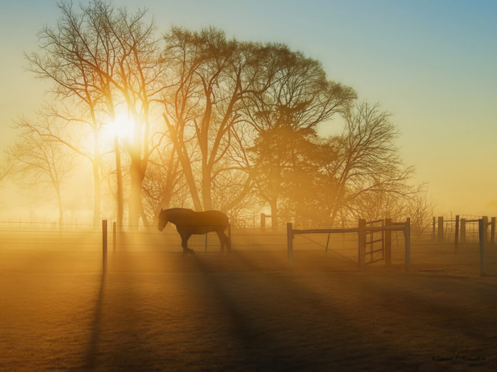 Fog surrounds a horse in a pen silhouetted against a rising sun with a large old tree in the background.